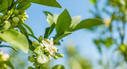 りんごの花